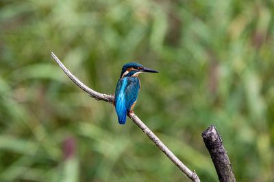Close-up of bird perching on branch