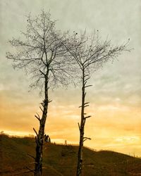 Bare tree against sky during sunset