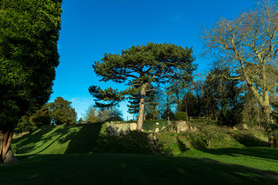 Trees and plants against sky