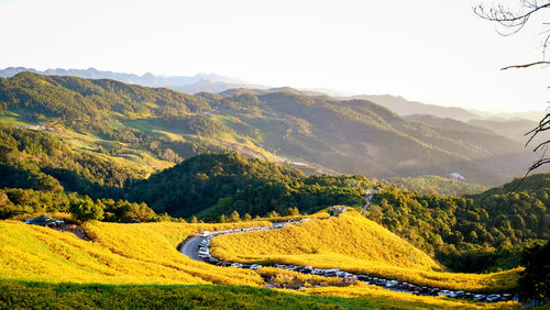 Scenic view of yellow flower field at khun yuam, thailand.