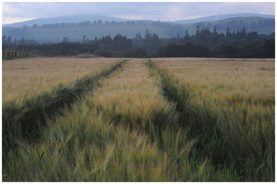 Scenic view of field against sky