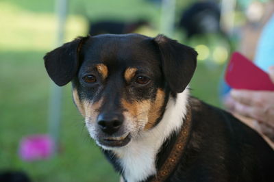 Close-up portrait of dog