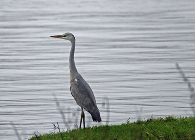 Close-up of gray heron perching on lake