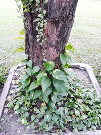 Close-up of ivy growing on tree trunk