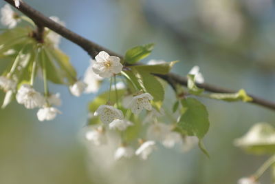 Close-up of white cherry blossom on tree