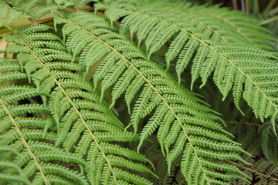 Close-up of fern leaves