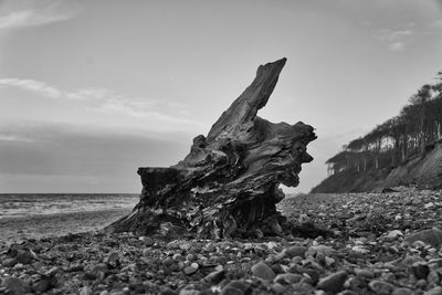 Driftwood on beach