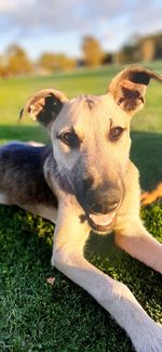 Portrait of dog on field