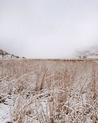 Scenic view of landscape
