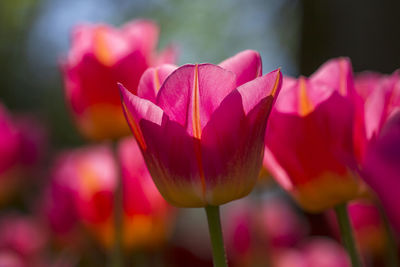 Close-up of pink tulip