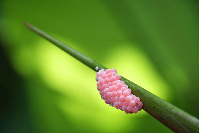 Close-up of pink flower buds growing outdoors