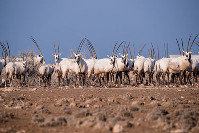Group of arabian oryx on field against clear sky