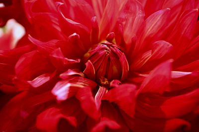 Full frame shot of red flowers