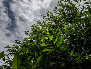 Low angle view of tree against sky