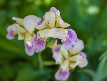Close-up of purple flowering plant