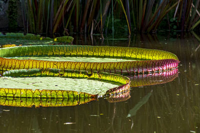 Water lily typical of the amazon floating on the calm waters of a lake