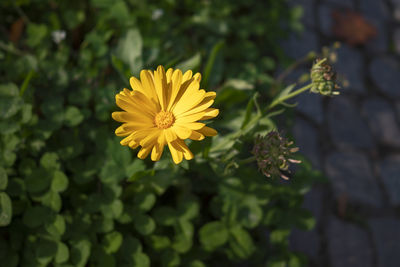 Close-up of yellow flowering plant