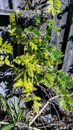 Close-up of plants in greenhouse