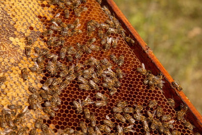 Close-up of bee on wood