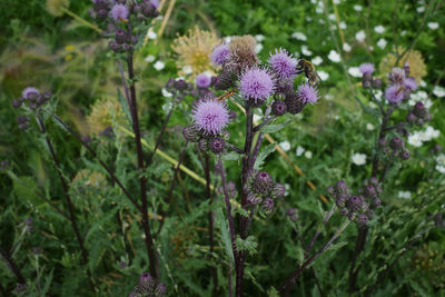 Close-up of purple flowering plants