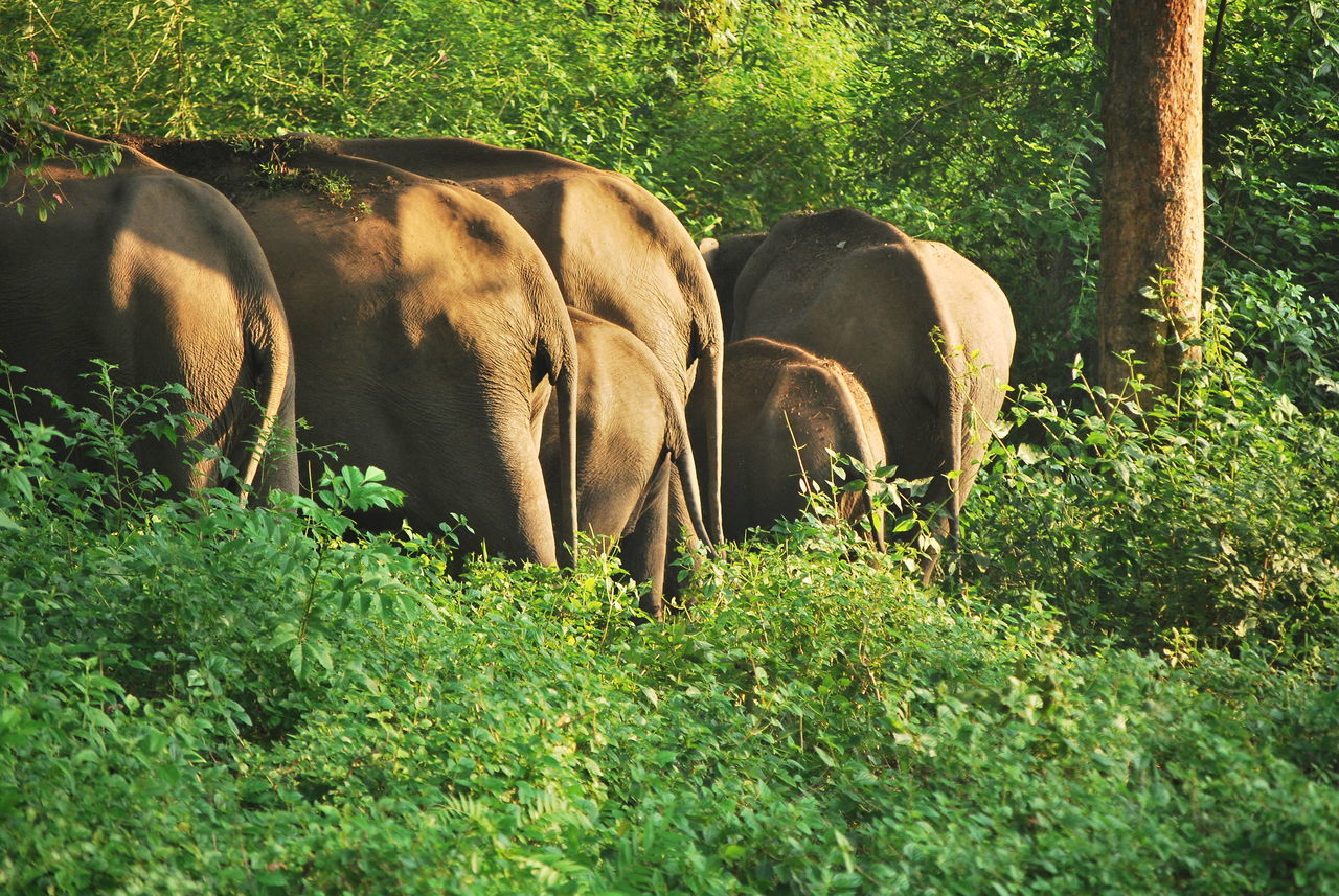 Elephants back