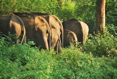 Elephants in forest at bandipur national park