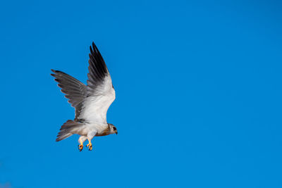 Low angle view of seagull flying against clear blue sky