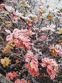 Close-up of flowers growing on tree