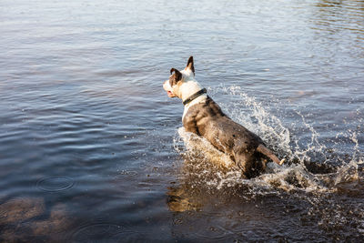 Dog in a lake