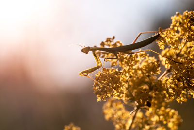 Close-up of wilted plant