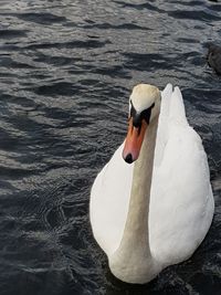 Close-up of swan swimming in lake