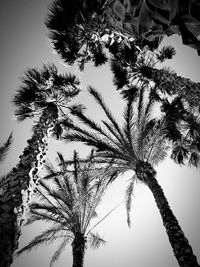 Low angle view of coconut palm tree against clear sky