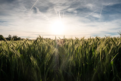 Scenic view of wheat field against sky