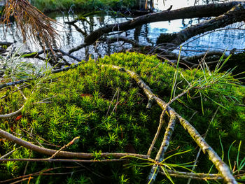 Close-up of fallen tree in forest