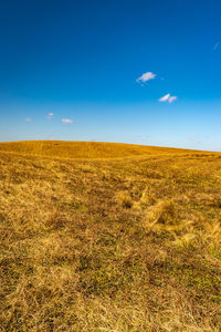 Yellow grass with bright blue sky at morning