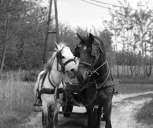 Horse cart on field