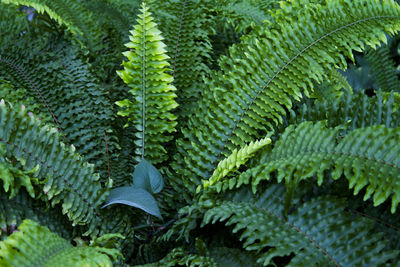 High angle view of fern growing on plant