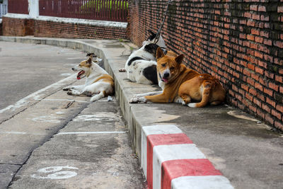 Dog relaxing on footpath