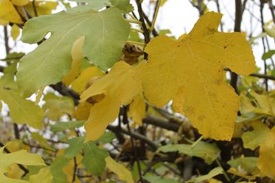 Close-up of yellow leaves