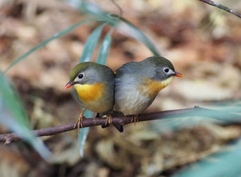 Close-up of bird perching on branch