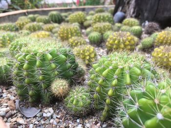 Close-up of cactus growing on field