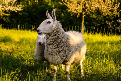 Sheep standing in a field