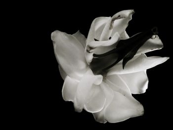 Close-up of flower against black background