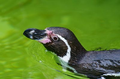 Close-up of duck swimming in lake