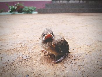 Close-up of bird