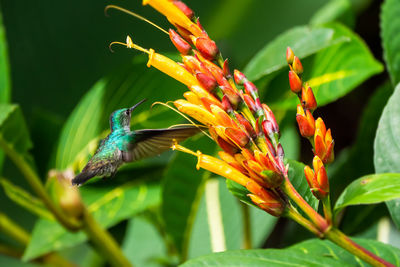 Hummingbird swirls around yellow and red flowers