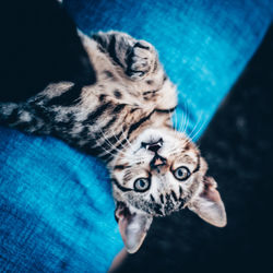 Portrait of cat relaxing on blue floor