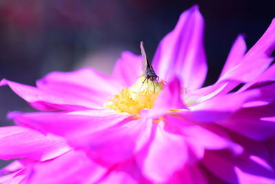 Close-up of honey bee on pink flower