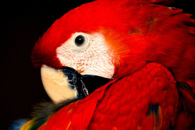 Close-up of a parrot