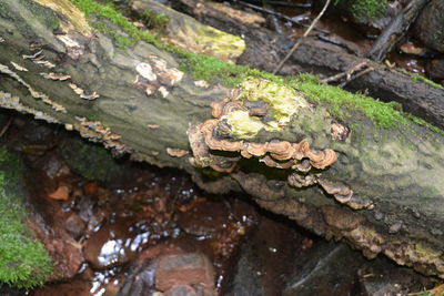 High angle view of mushrooms growing on tree